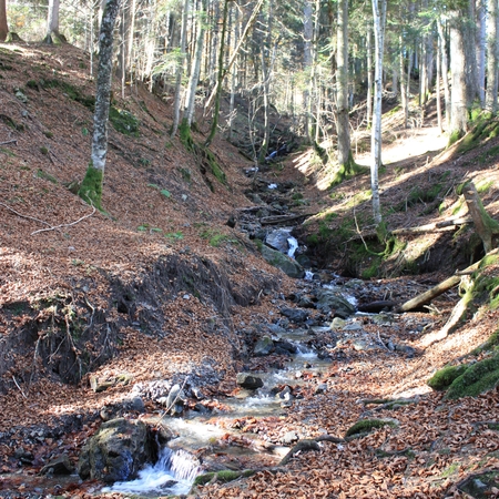 Hundetreffen 2010 im Allgäu (4)